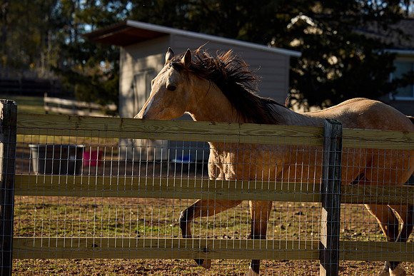 20241125princess-hc0200