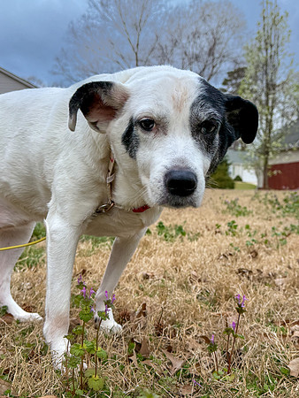 20250320daisy-hc077