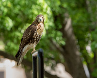 20160713bju-hawk-hc1