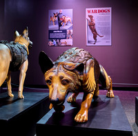 20250923war-dogs-hc024hdr