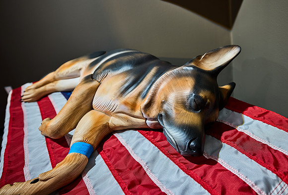 20250923war-dogs-hc090hdr