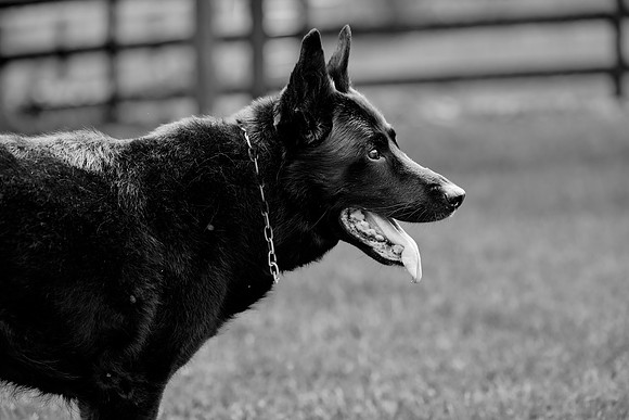 20240116fayne-hc014bw