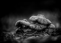20170403mushrooms-hc1bw