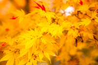 20151104autumn-hc1