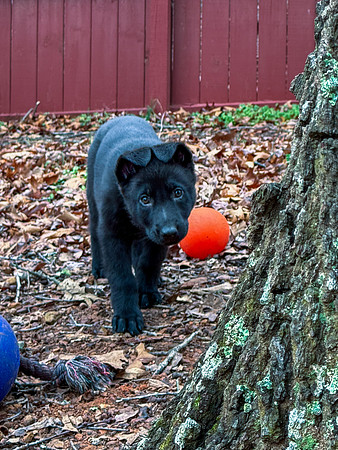 20250127silvagio-pups-hc20