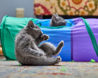 20230527kitten-hc23