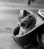 Cook Pets