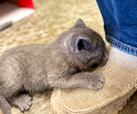 20230430kitten-hc09
