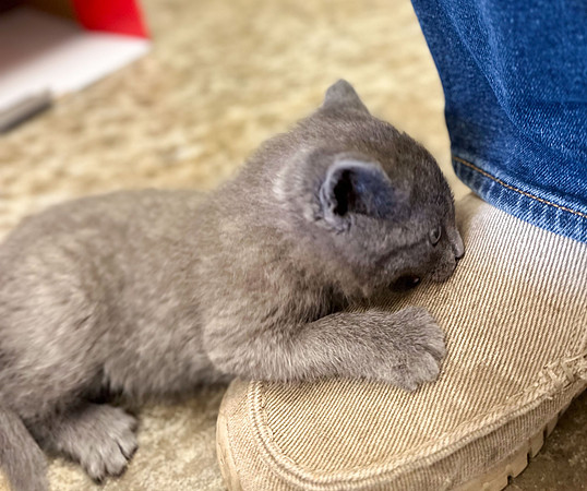 20230430kitten-hc09