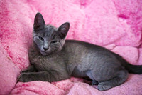 20230617kittens-hc004