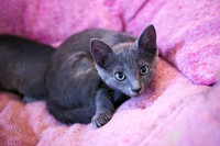 20230617kittens-hc005