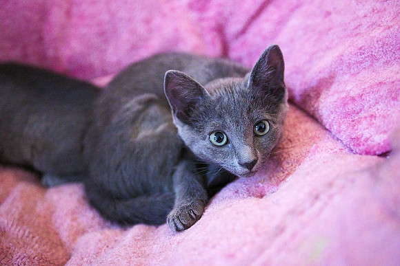 20230617kittens-hc005