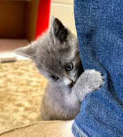 20230430kitten-hc08