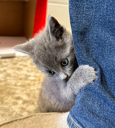 20230430kitten-hc08