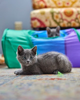 20230527kitten-hc20