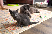 20230617kittens-hc009
