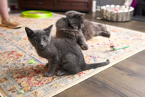20230617kittens-hc009