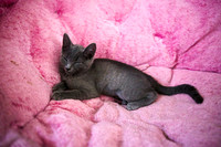 20230617kittens-hc001