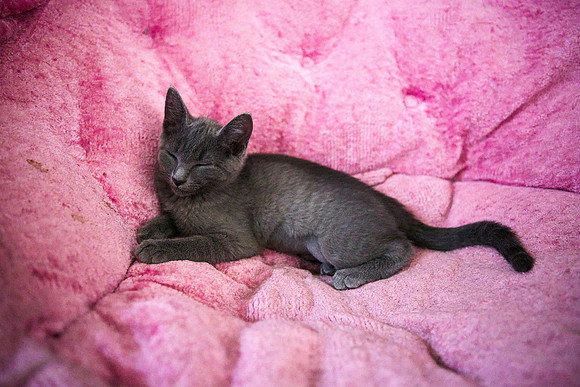 20230617kittens-hc001