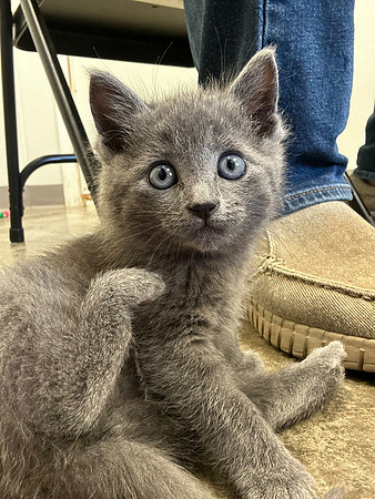 20230430kitten-hc16