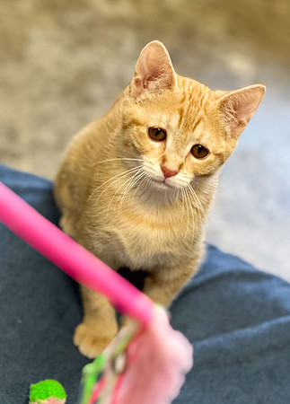 20230430kitten-hc21