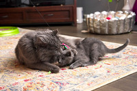 20230617kittens-hc007