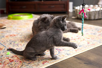 20230617kittens-hc006