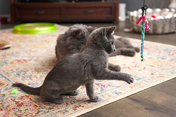 20230617kittens-hc006