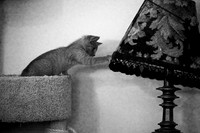 20230527kitten-hc26