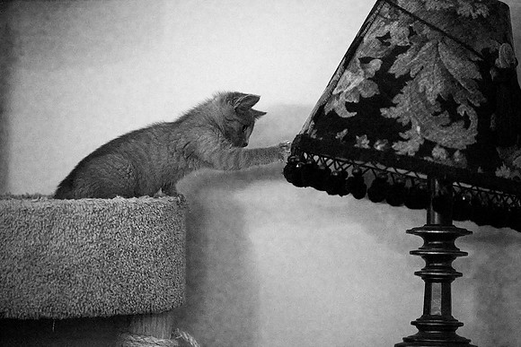 20230527kitten-hc26