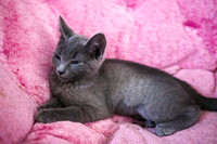 20230617kittens-hc003