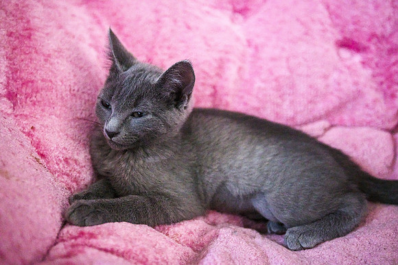 20230617kittens-hc003