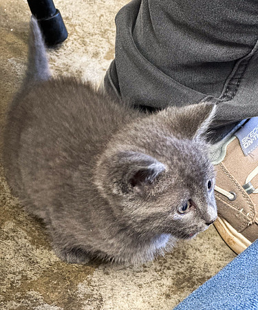 20230430kitten-hc04