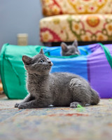 20230527kitten-hc21