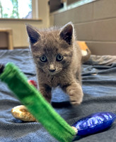 20230430kitten-hc07