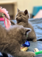 20230430kitten-hc06
