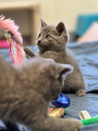 20230430kitten-hc06