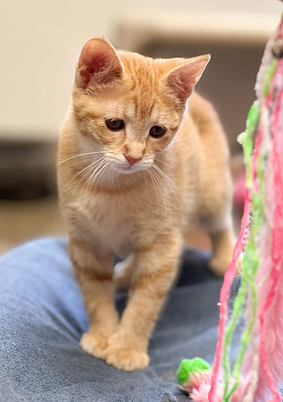 20230430kitten-hc22