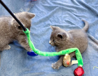 20230430kitten-hc05