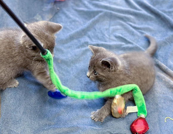 20230430kitten-hc05