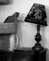 20230527kitten-hc24