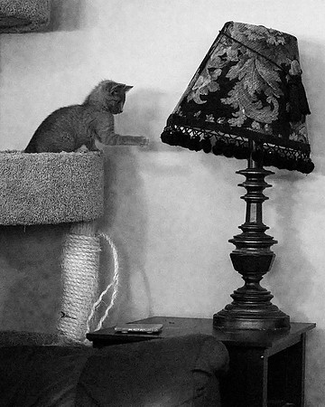 20230527kitten-hc24