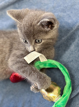 20230430kitten-hc03