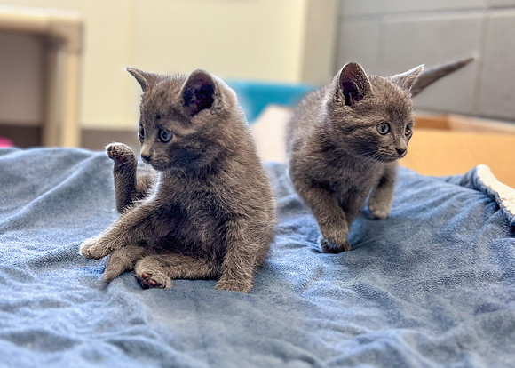 20230430kitten-hc01