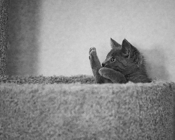 20230527kitten-hc28