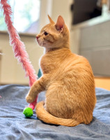 20230430kitten-hc20