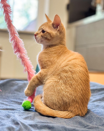 20230430kitten-hc20