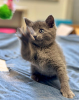 20230430kitten-hc02
