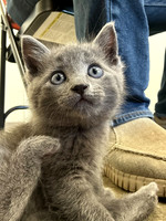 20230430kitten-hc15