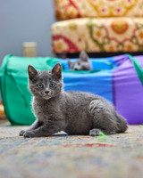 20230527kitten-hc22